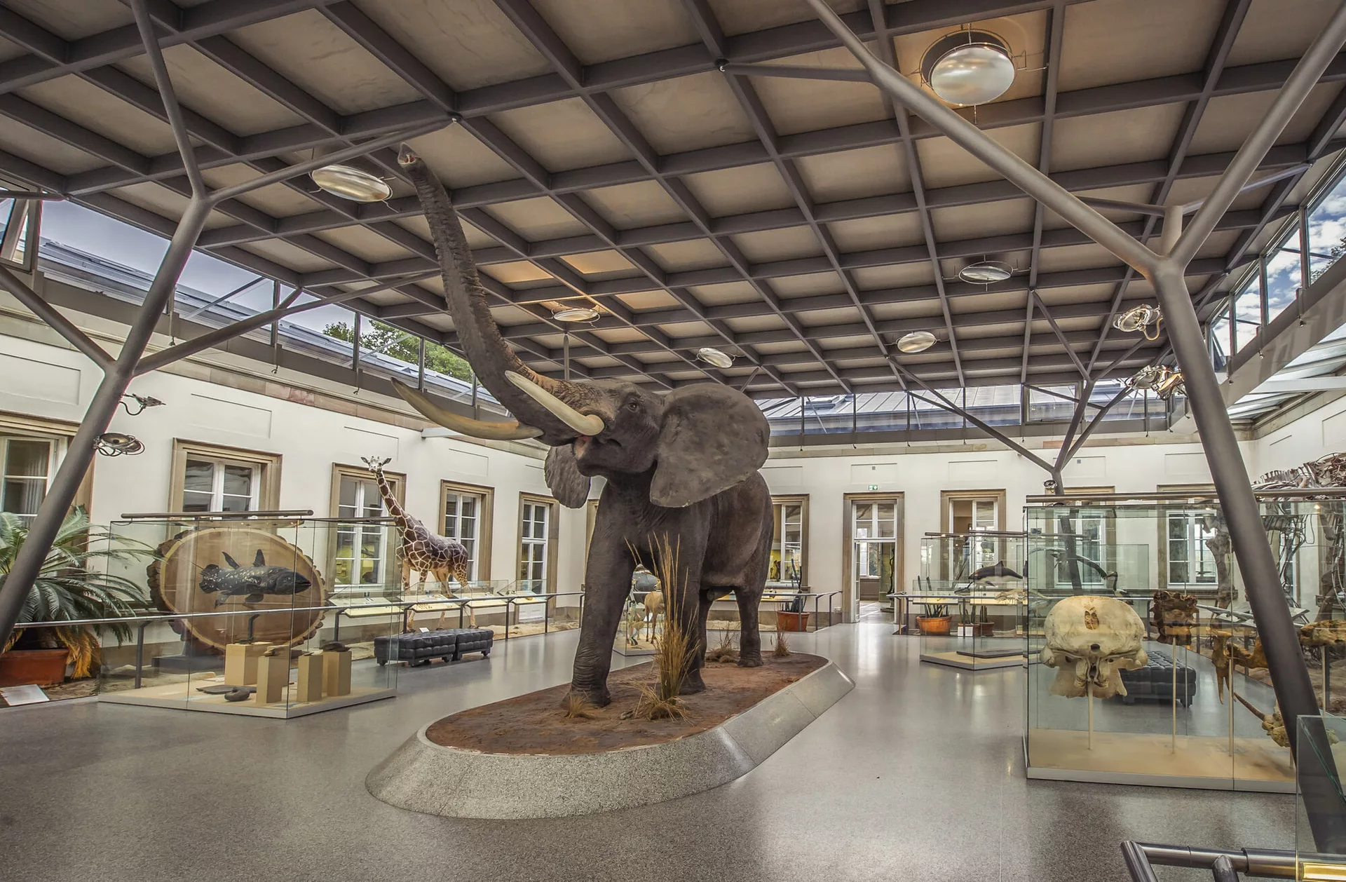 Blick in den Elefantensaal im Schloss Rosenstein.
