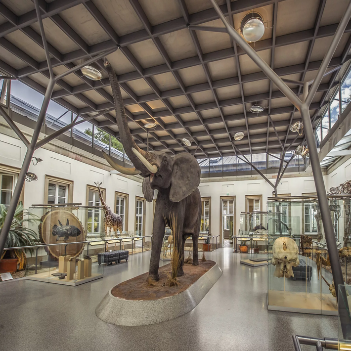 Blick in den Elefantensaal im Schloss Rosenstein.
