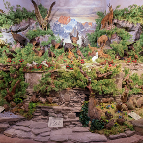 Heimische Tier- und Vogelwelt im Carl-Schweizer-Museum