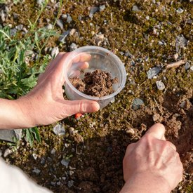 Zwei Hände arbeiten mit Erde: Eine Hand hält einen durchsichtigen Plastikbehälter mit einem Erdklumpen, während die andere Erde vom moosbedeckten Boden aufnimmt.