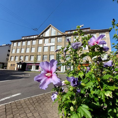 Aussenansicht des alten Fabrik-Gebäudes, in dem das Serigrafie Museum untergebracht ist. Der Himmel ist blau, die Sonne scheint. Im Vordergrund ist eine blühende Pflanze zu sehen.