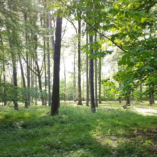 Sonnenstrahlen scheinen durch Bäume