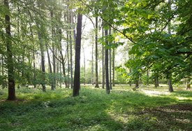 Sonnenstrahlen scheinen durch Bäume