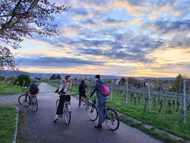 Weiblich gelesene Personen auf Fahrrädern auf einem Weg durch einen Weinberg. Am Himmel werden Wolken von der Sonne angeleuchtet.