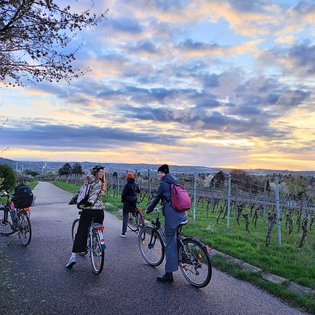 Weiblich gelesene Personen auf Fahrrädern auf einem Weg durch einen Weinberg. Am Himmel werden Wolken von der Sonne angeleuchtet.