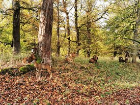 Wild im Park