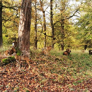 Wild im Park