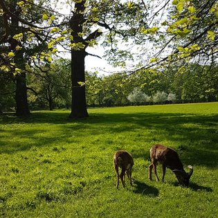 Mufflons grasen im Park