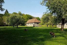 Mufflons grasen im Park
