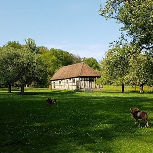 Mufflons grasen im Park