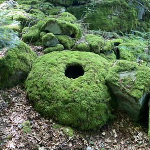Moosbewachsende Steine in einem Wald.