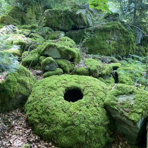 Moosbewachsende Steine in einem Wald.