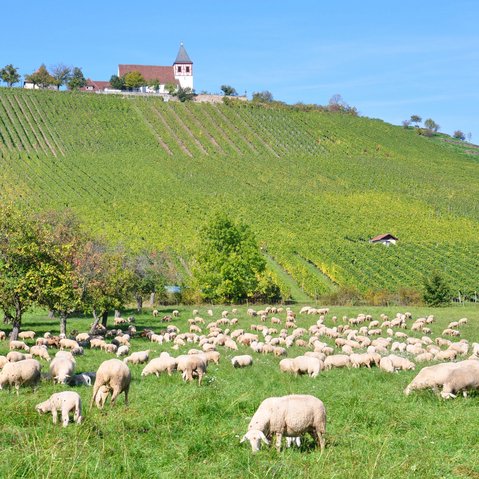 Blick auf Weinberge und eine Kirche. Im Vordergrund sind Schafe.