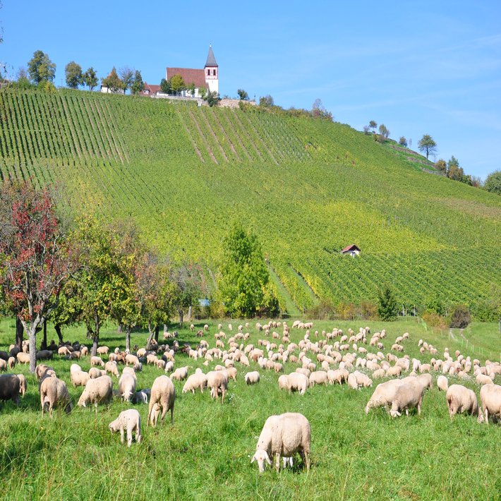 Blick auf Weinberge und eine Kirche. Im Vordergrund sind Schafe.