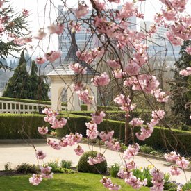 Pomeranzengarten. Ein Baum mit rosa Blüten steht im Vordergrund.