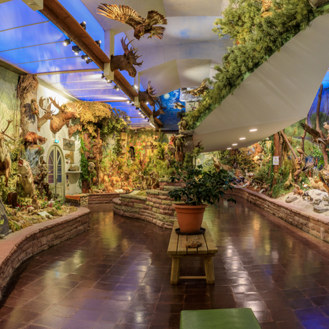 Heimische Tierwelt im Carl-Schweizer-Museum