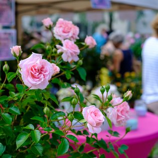 Rosen auf dem Rosenmarkt