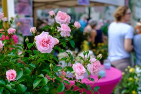 Rosen auf dem Rosenmarkt