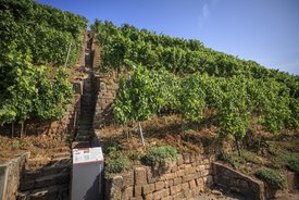Auf dem Bild zu sehen ist eine schmale, steile Treppe aus Steinen, die sich durch einen Weinberg zieht.