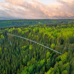 Luftaufnahme einer langen Hängebrücke, die sich über einen dichten Wald mit Nadel- und Laubbäumen erstreckt