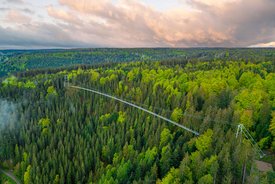 Luftaufnahme einer langen Hängebrücke, die sich über einen dichten Wald mit Nadel- und Laubbäumen erstreckt