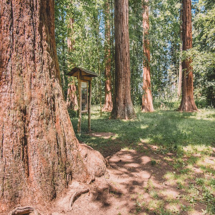 Mammutbäume, Blick auf die mächtigen Stämme