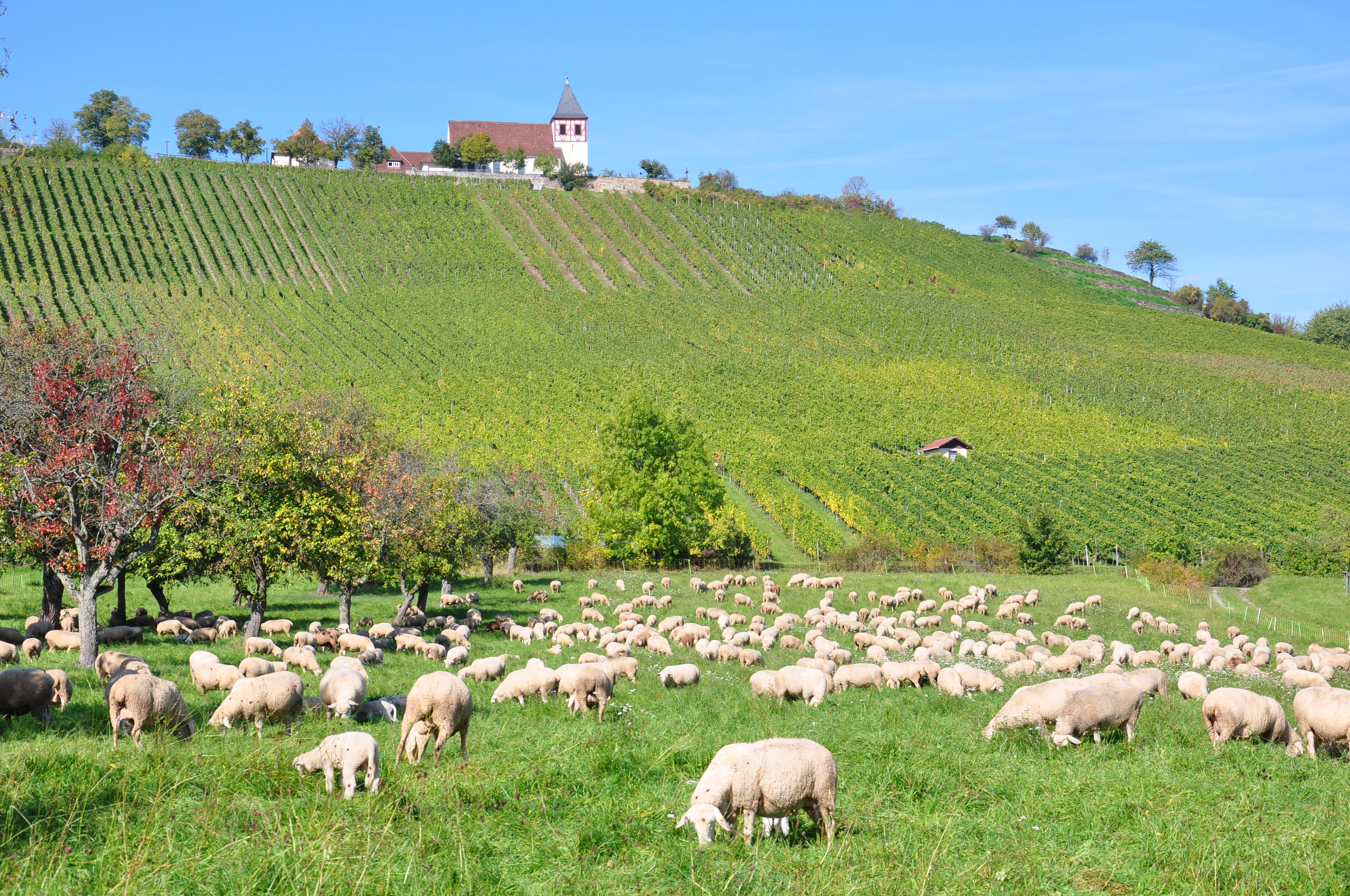 Blick auf Weinberge und eine Kirche. Im Vordergrund sind Schafe.
