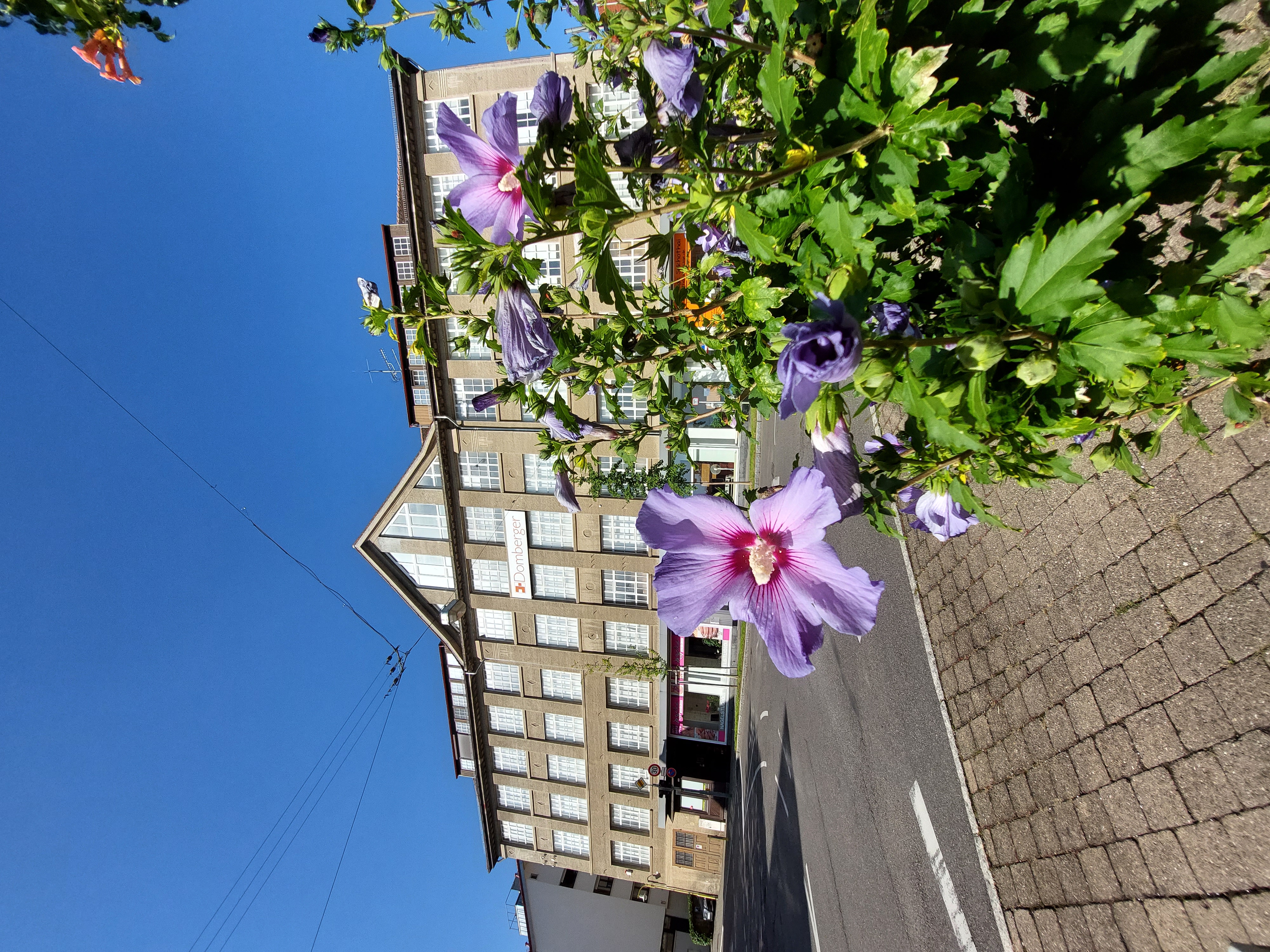Aussenansicht des alten Fabrik-Gebäudes, in dem das Serigrafie Museum untergebracht ist. Der Himmel ist blau, die Sonne scheint. Im Vordergrund ist eine blühende Pflanze zu sehen.