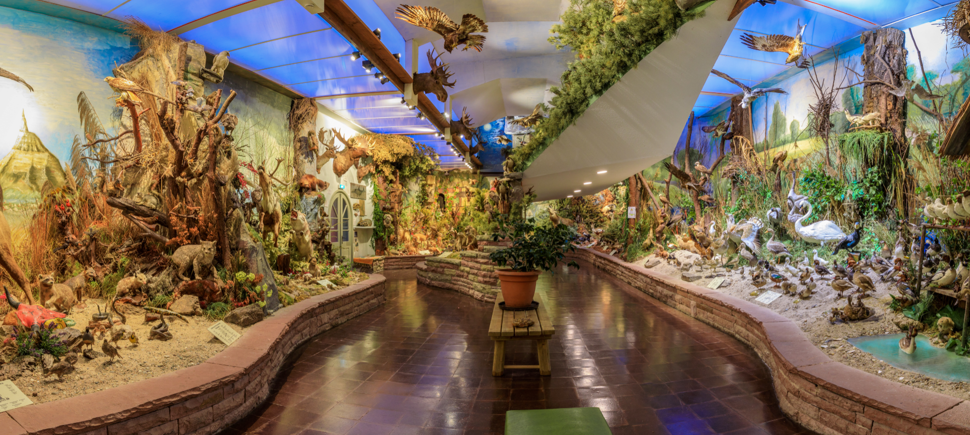 Heimische Tierwelt im Carl-Schweizer-Museum