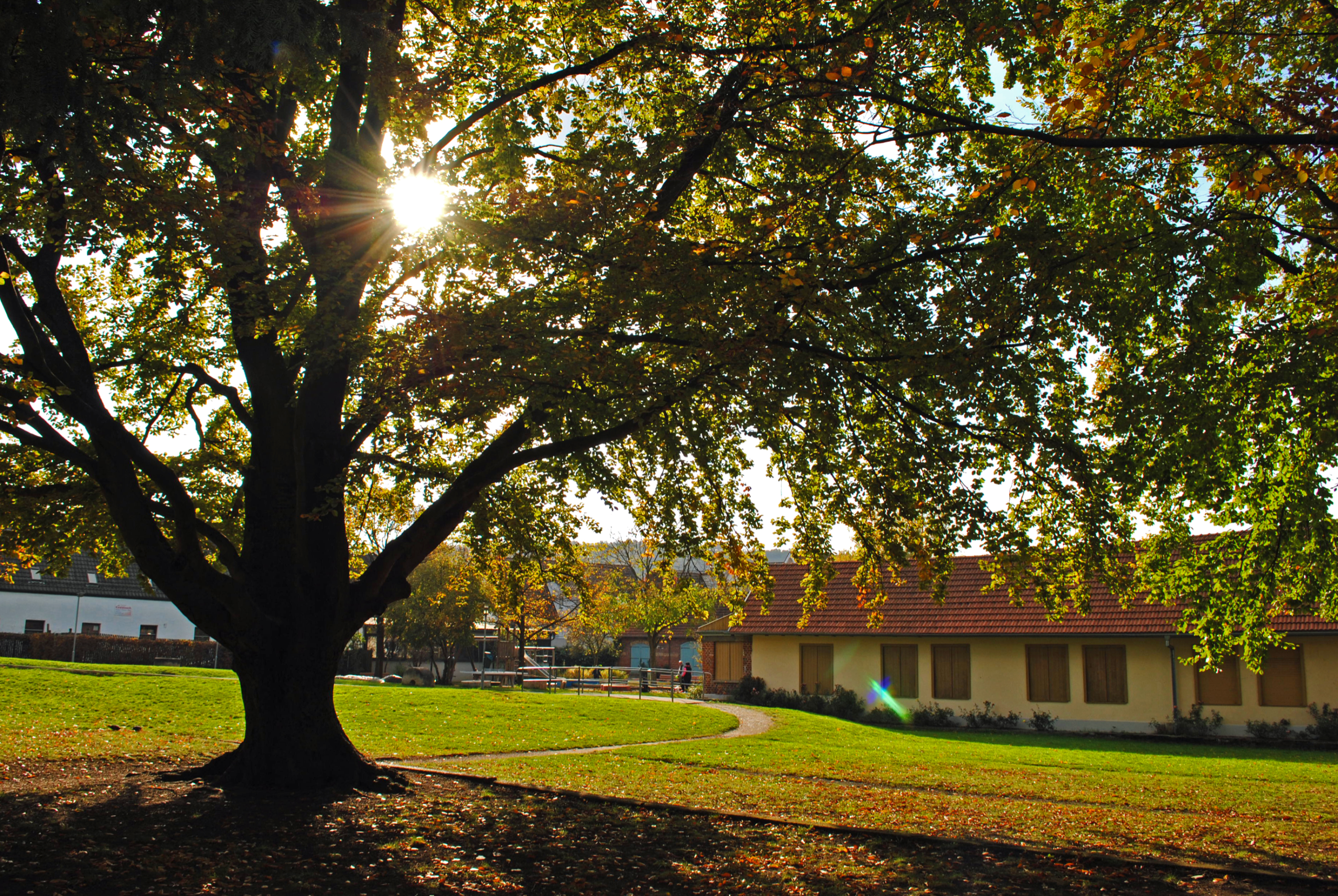 Blick auf einen großen Baum im Park