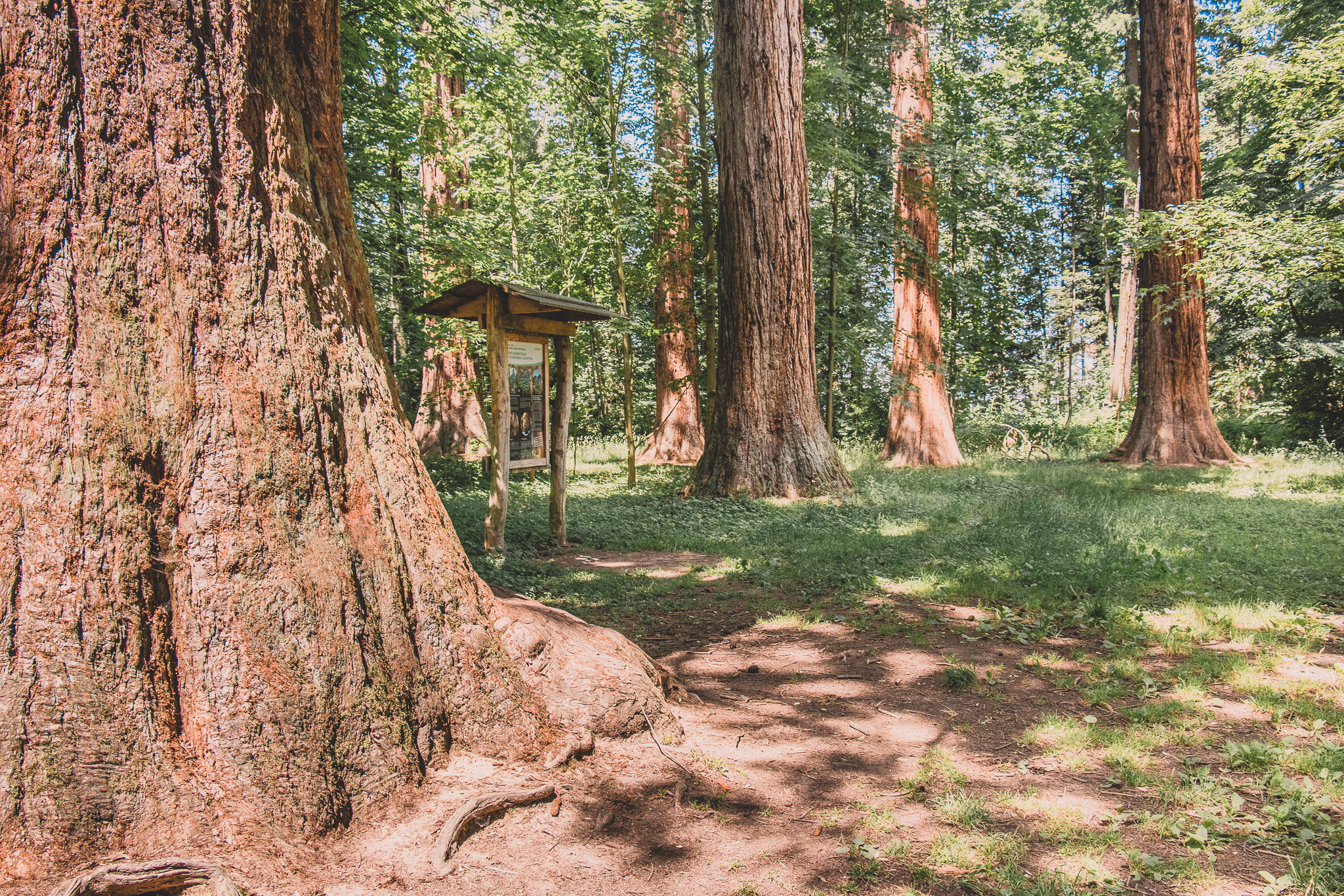 Mammutbäume, Blick auf die mächtigen Stämme